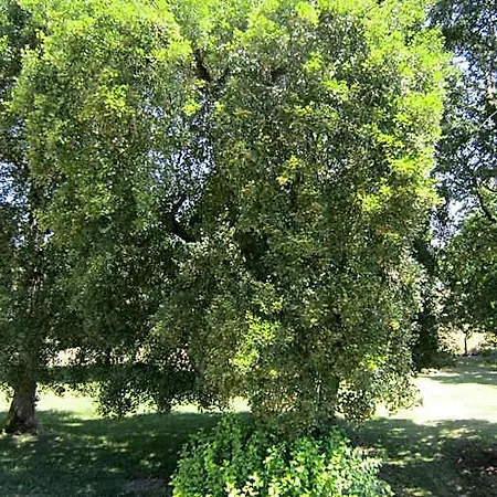 Le Clos De La Garenne 3* Puyravault (Charente-Maritime)